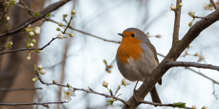 Vogelschutzzeit Ratingen © wolfangvogt_lb von Pixabay via canva.com_740x492