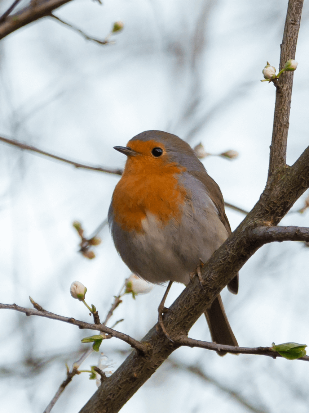 Vogelschutzzeit Ratingen © wolfangvogt_lb von Pixabay via canva.com_768x1024